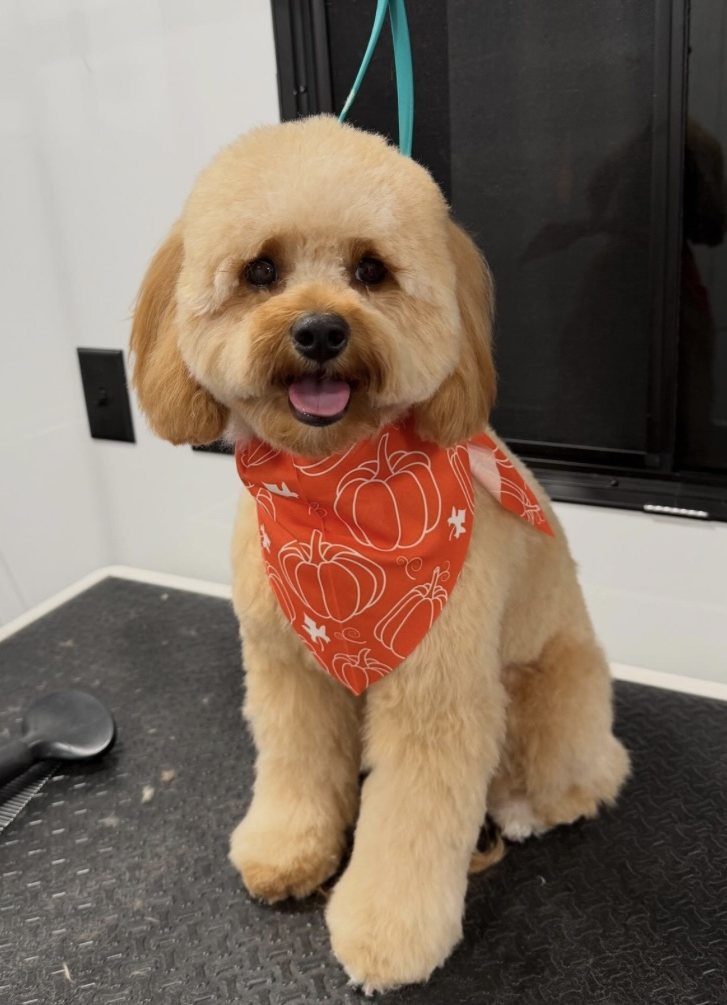 After a groom by Pawsh Pup Parlor
