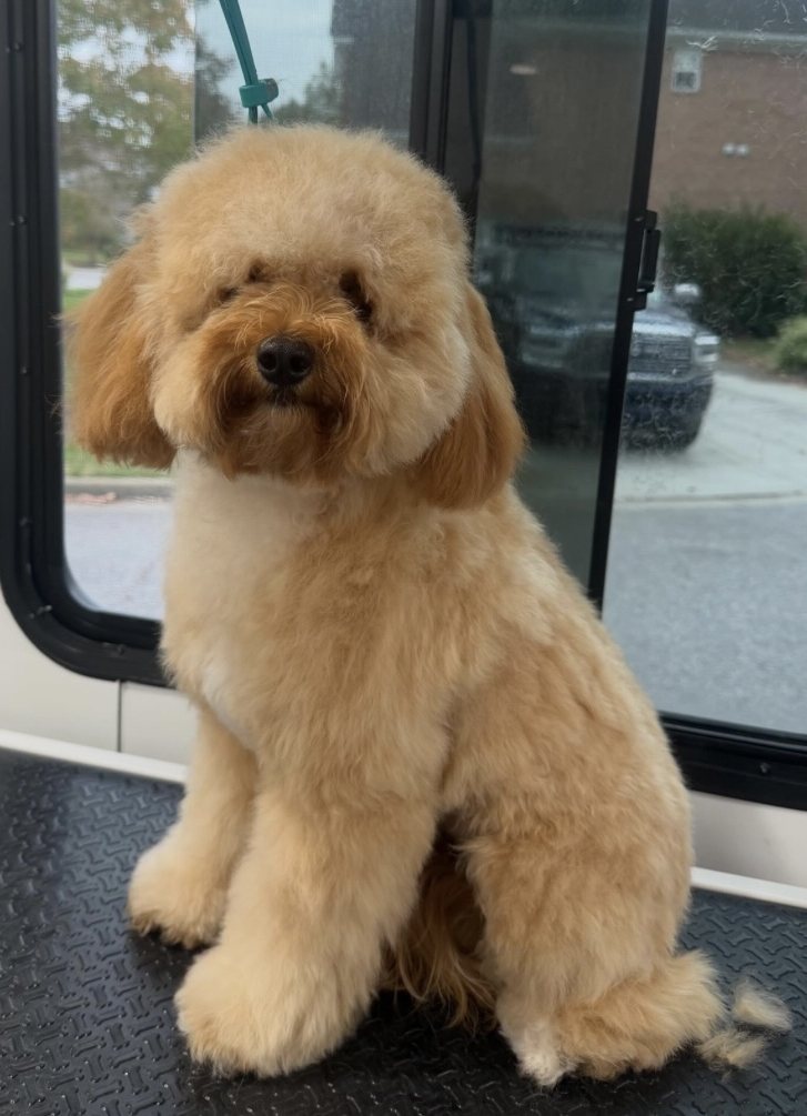 Before the groom: the same dog, ungroomed