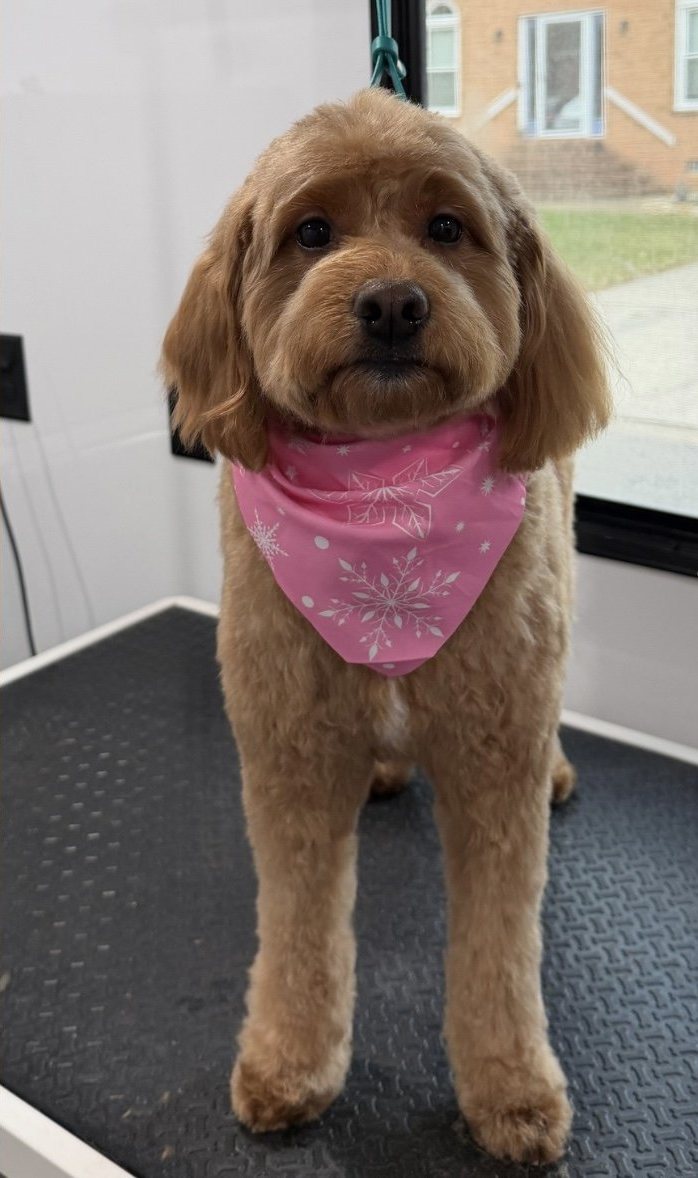 After a Bath & Full Haircut by Pawsh Pup Parlor