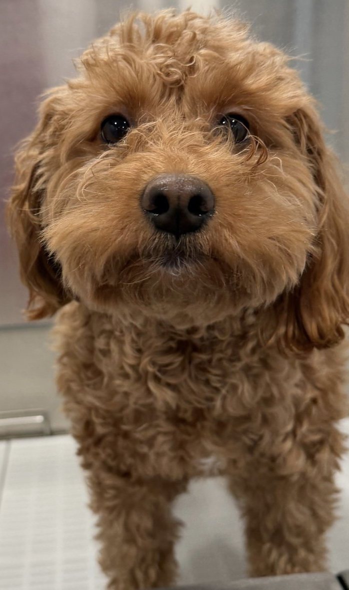 Before the Bath & Full Haircut: the same dog, ungroomed