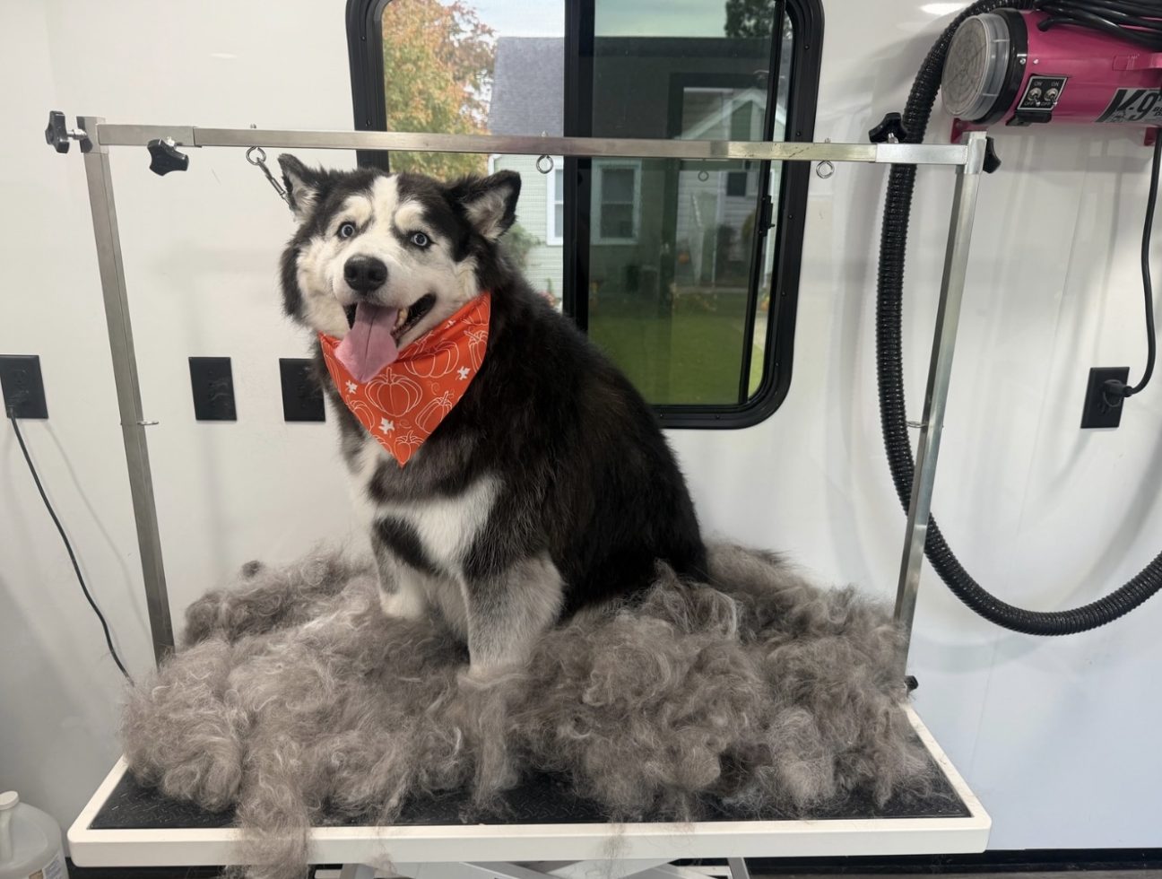 After a Deshed Treatment by Pawsh Pup Parlor