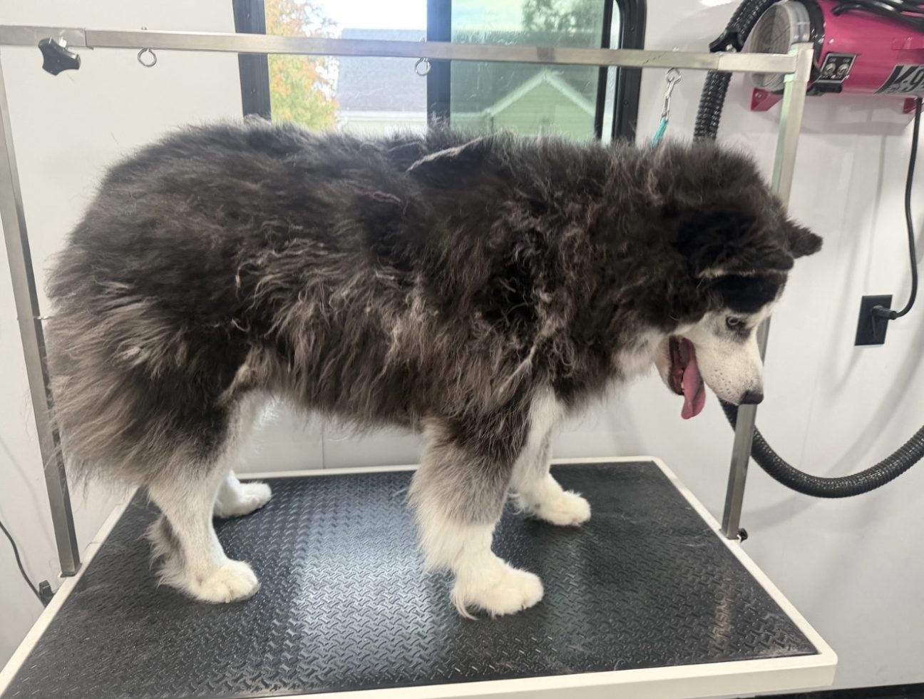 Before the Deshed Treatment: the same dog, ungroomed