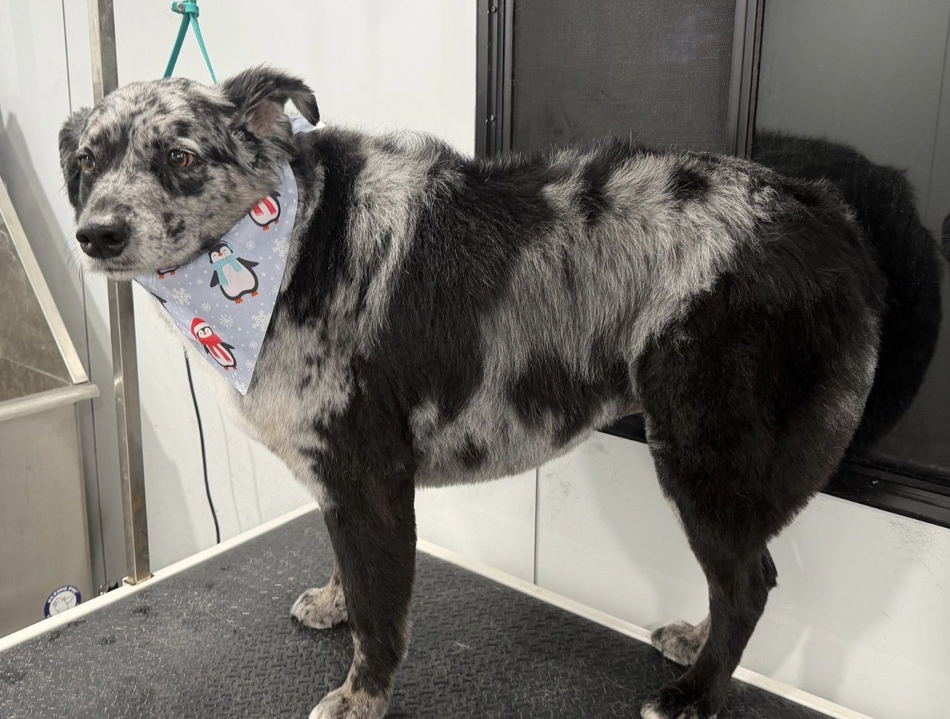 After a Bath & Outline Trim by Pawsh Pup Parlor