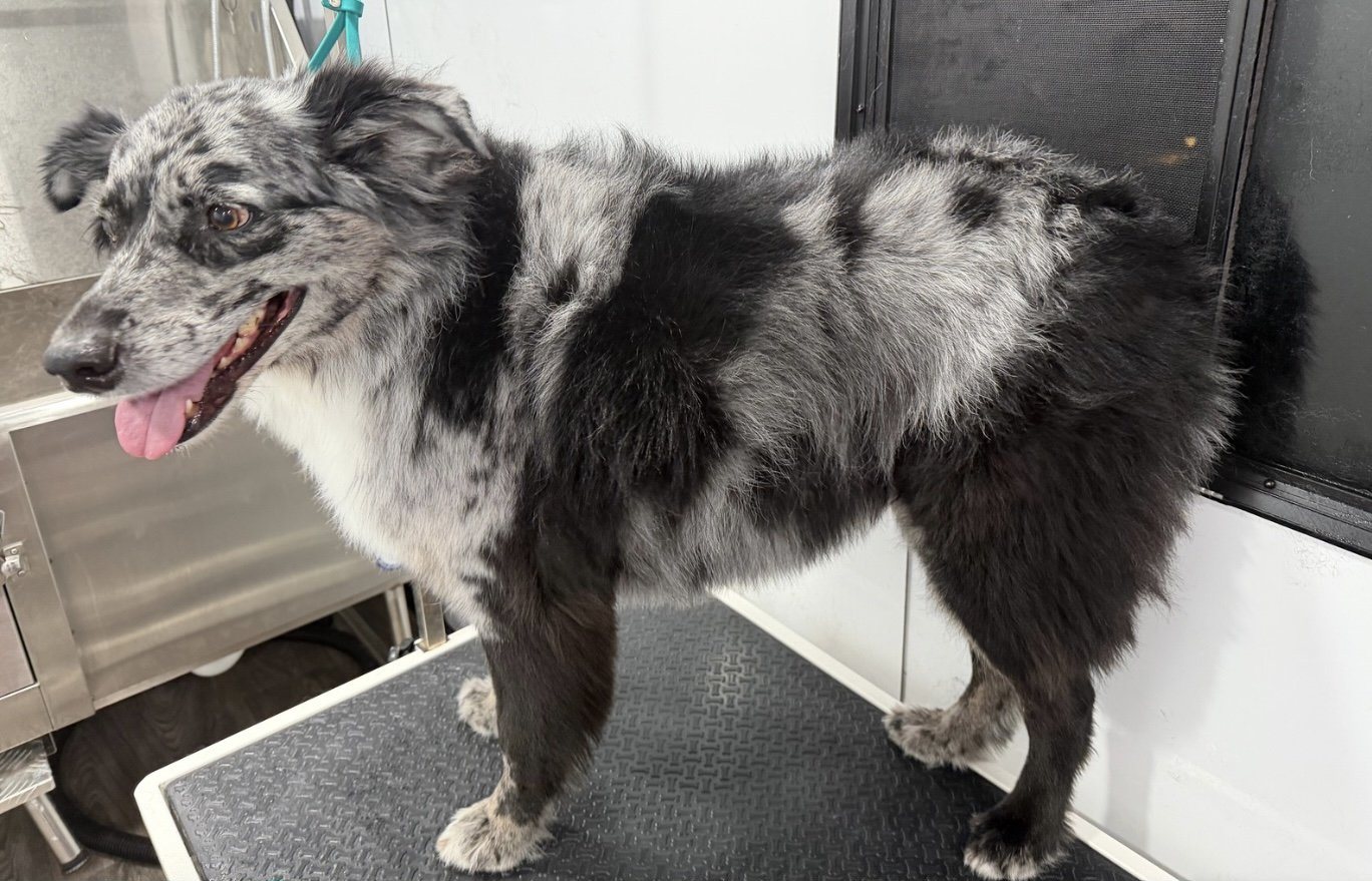 Before the Bath & Outline Trim: the same dog, ungroomed