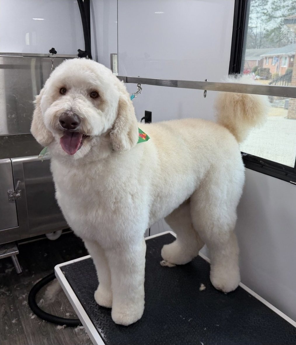 After a Bath & Tidy Trim by Pawsh Pup Parlor