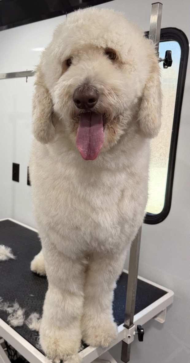 Before the Bath & Tidy Trim: the same dog, ungroomed