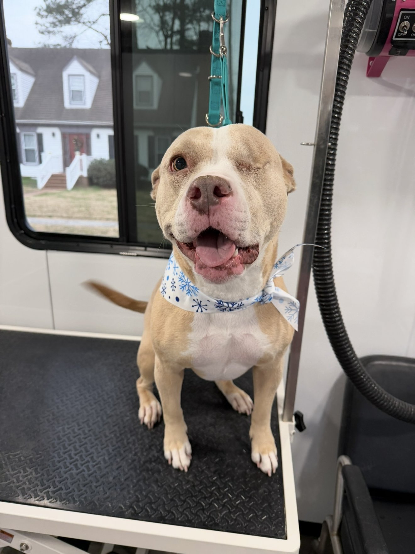 A happy dog on the grooming table after a Bath & Blowout, with a clean, fresh coat and a bandana.