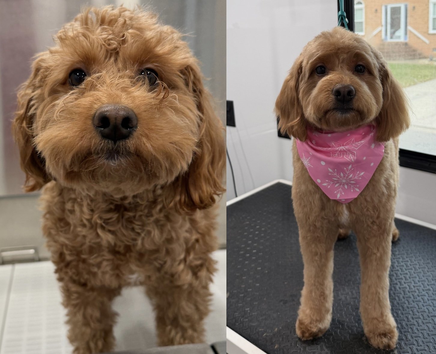 Before and after a Bath & Full Haircut by Pawsh Pup Parlor mobile grooming