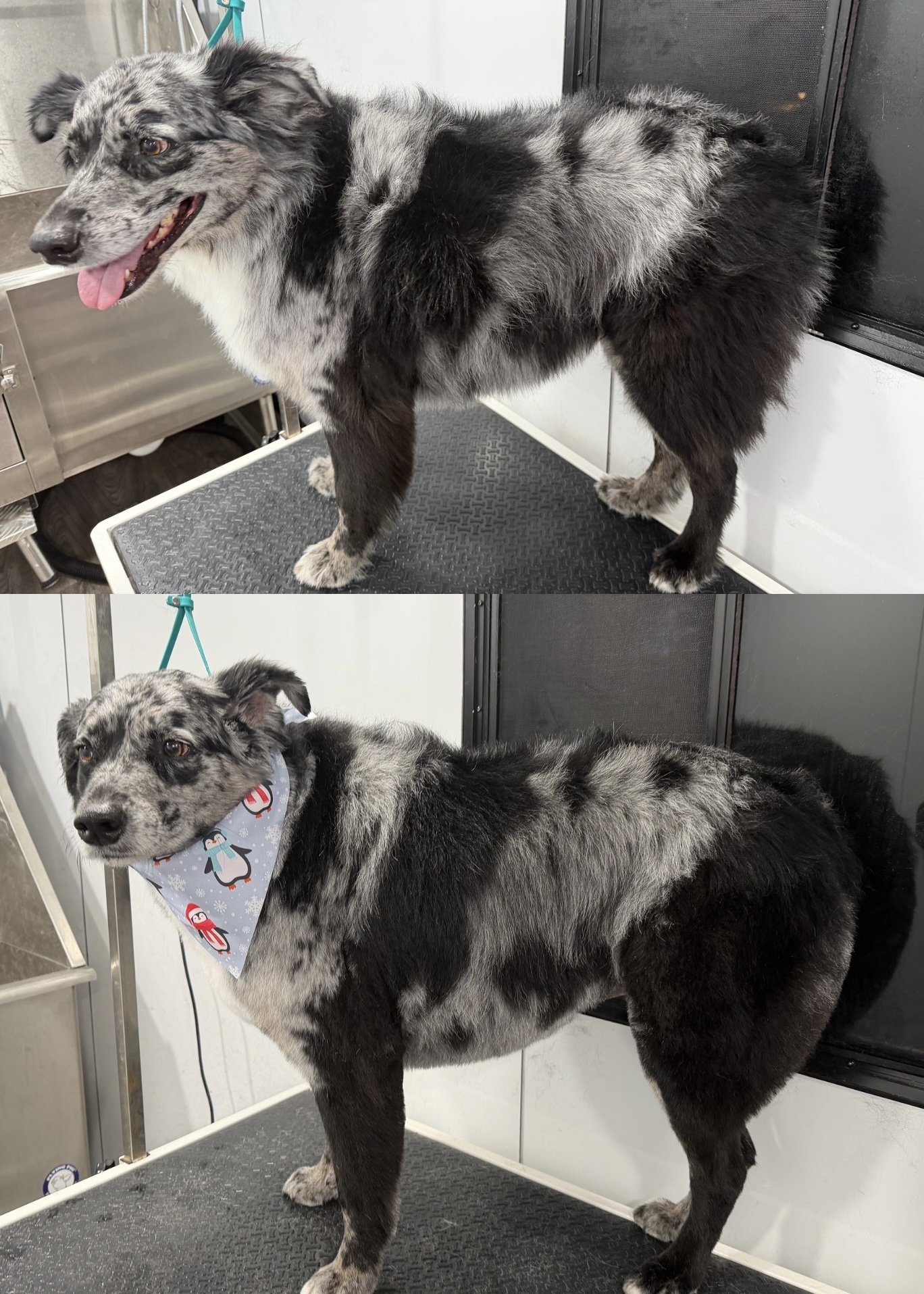 Before and after a Bath & Outline Trim, with neatly scissored feathering on the legs, chest, and feet.