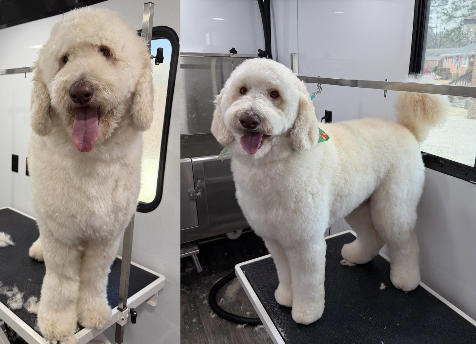 Before and after a Bath & Tidy Trim, with a neat face, feet, and sanitary trim.