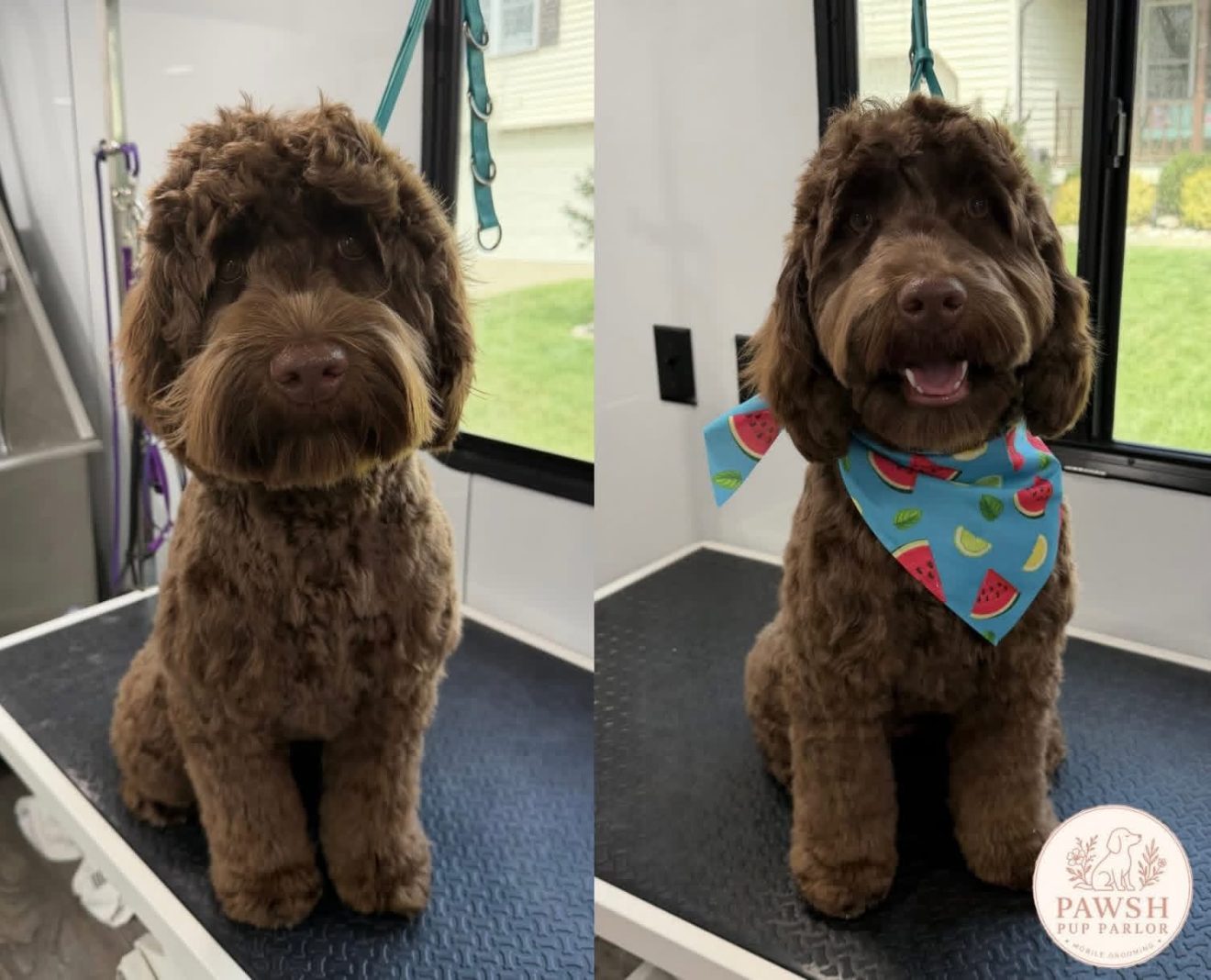 Before and after: a brown doodle, fluffy before, then neatly trimmed and wearing a watermelon bandana.