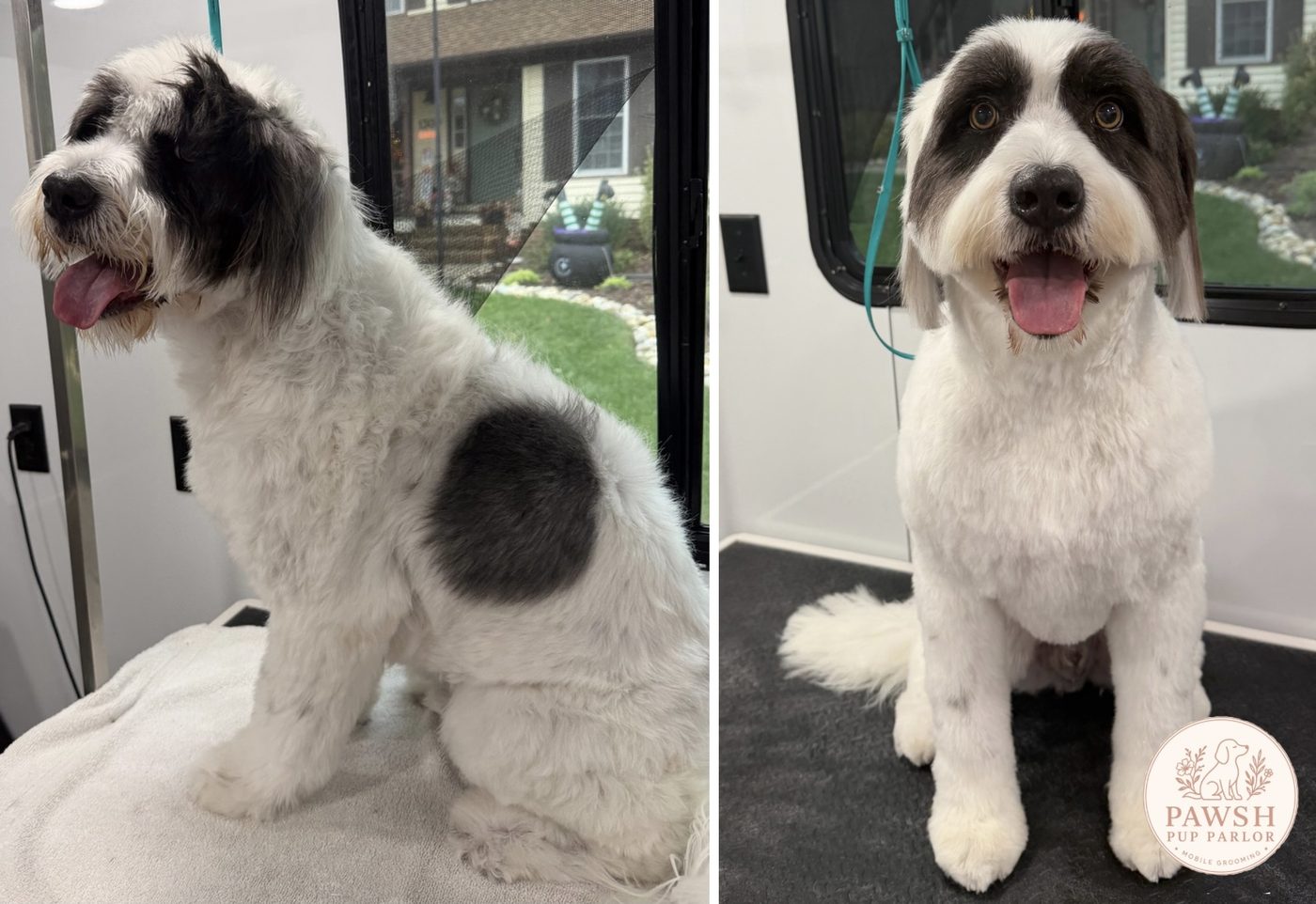 Before and after: a black-and-white doodle, shaggy before, then trimmed into a neat teddy look