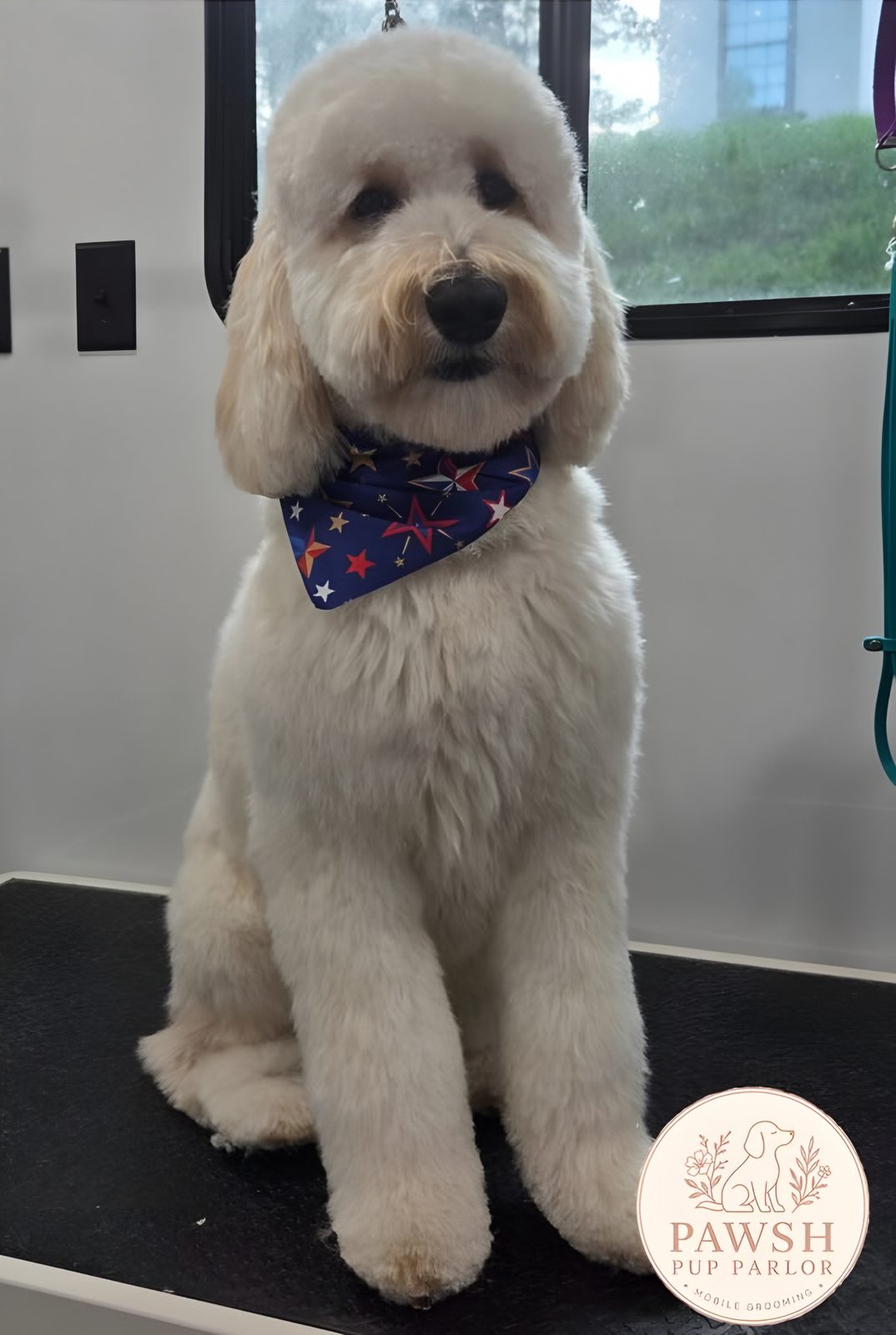 Cream doodle after a groom in a navy star bandana