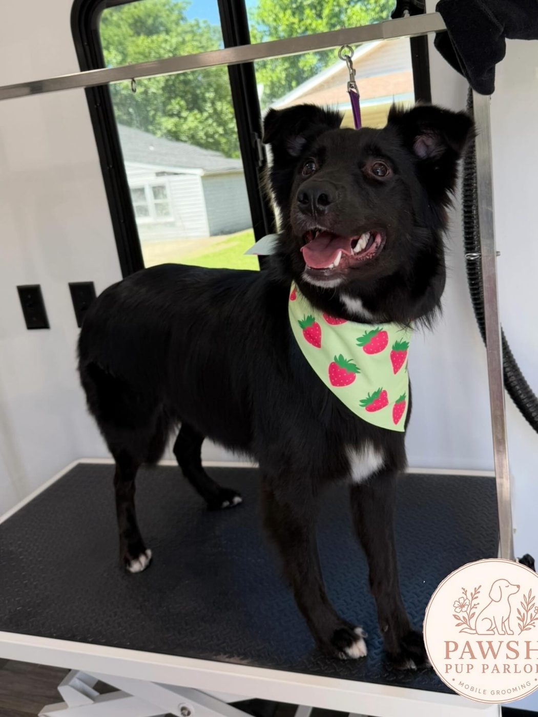 Black pup in a strawberry bandana on the grooming table