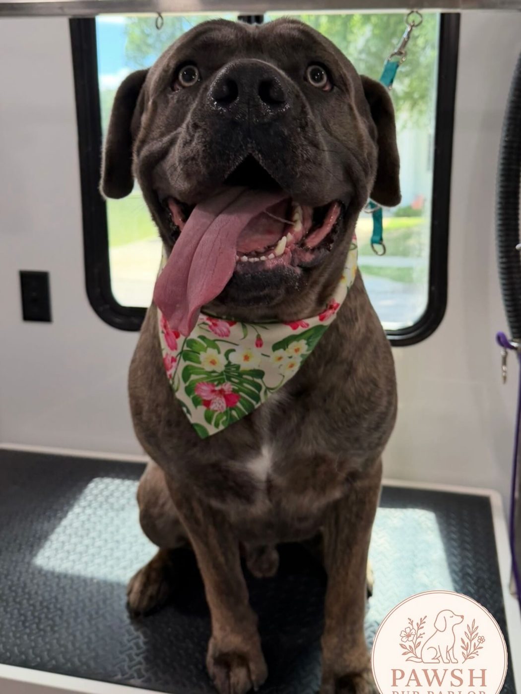Smiling brindle dog in a watermelon bandana after a groom