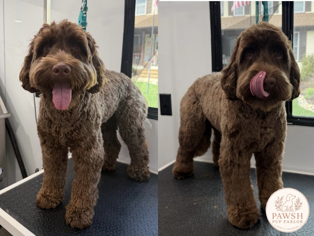 Chocolate doodle after a light trim and cleanup, shown in two happy poses