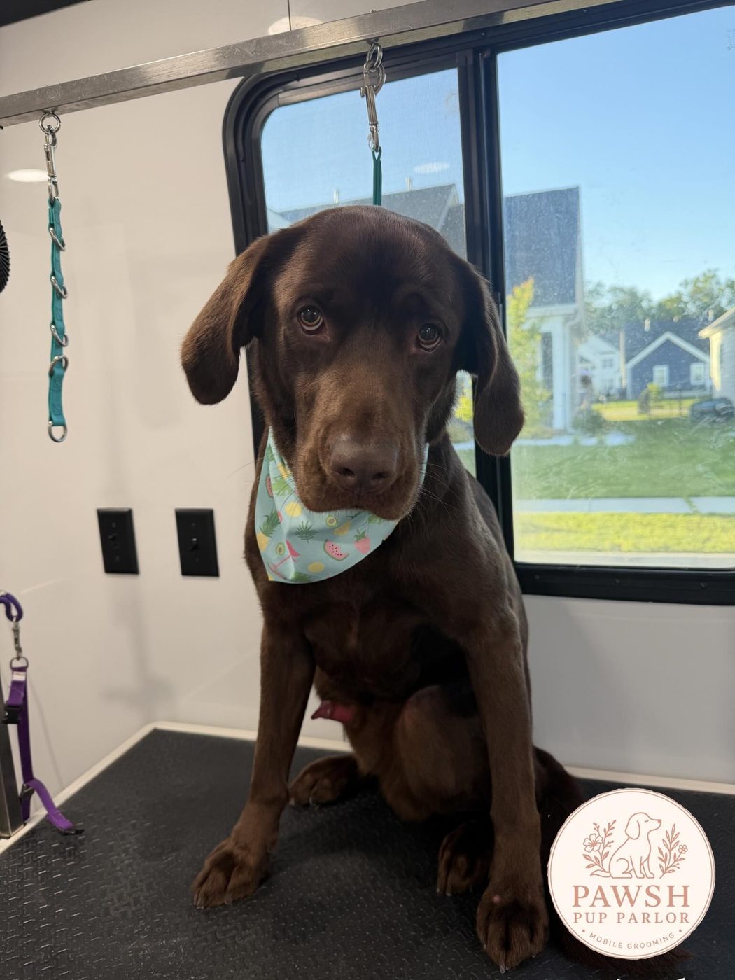Chocolate Lab in a mint bandana on the grooming table