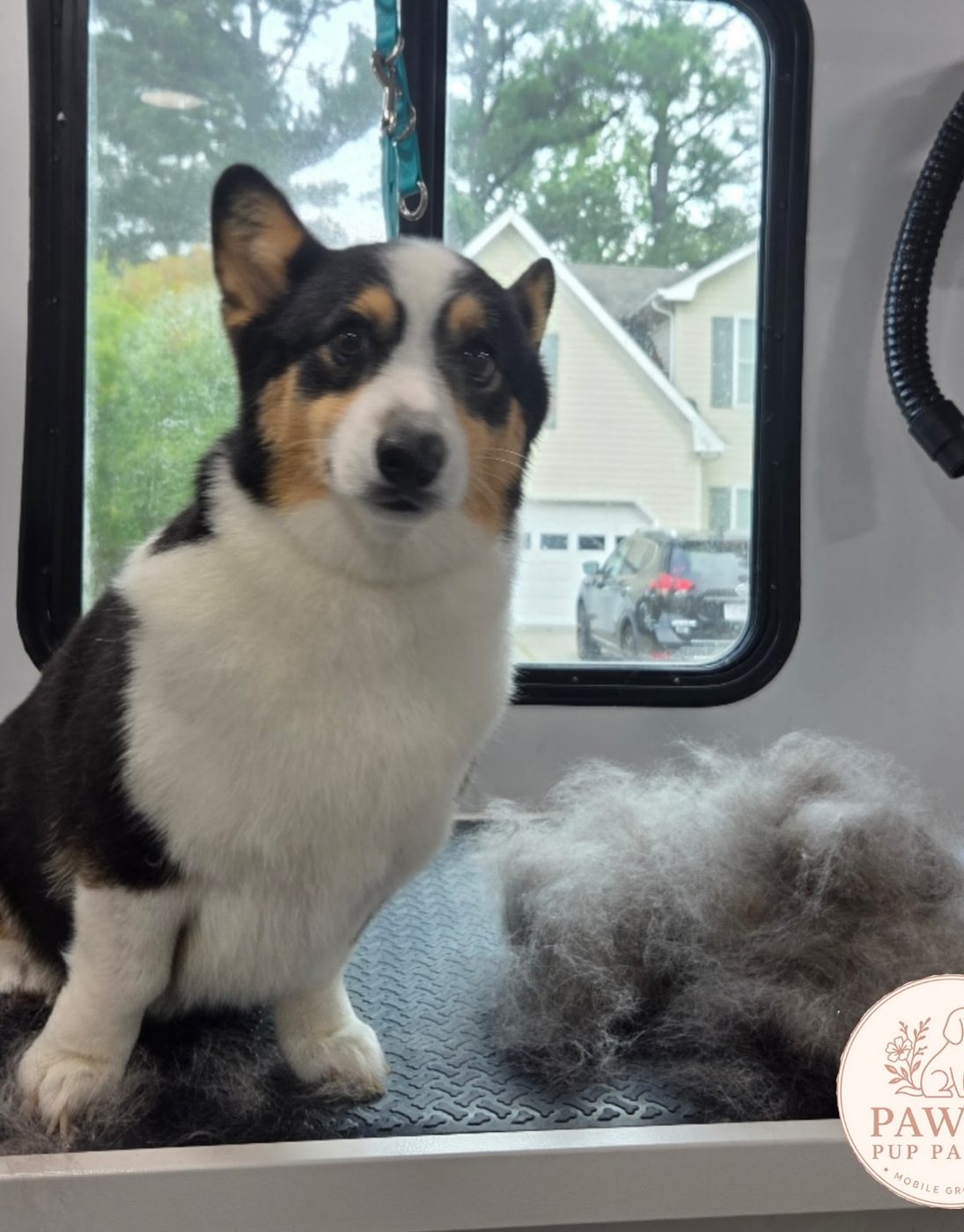Corgi mix sitting beside a pile of brushed-out undercoat after a deshed