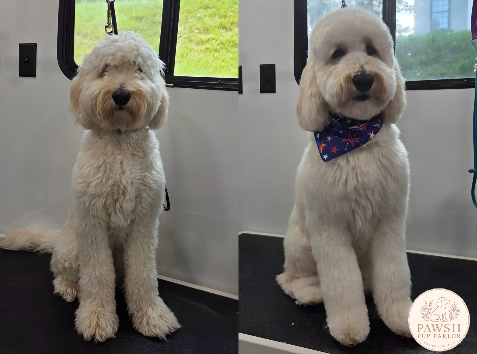 Before and after: a cream doodle, shaggy before, then a rounded teddy face and a navy star bandana