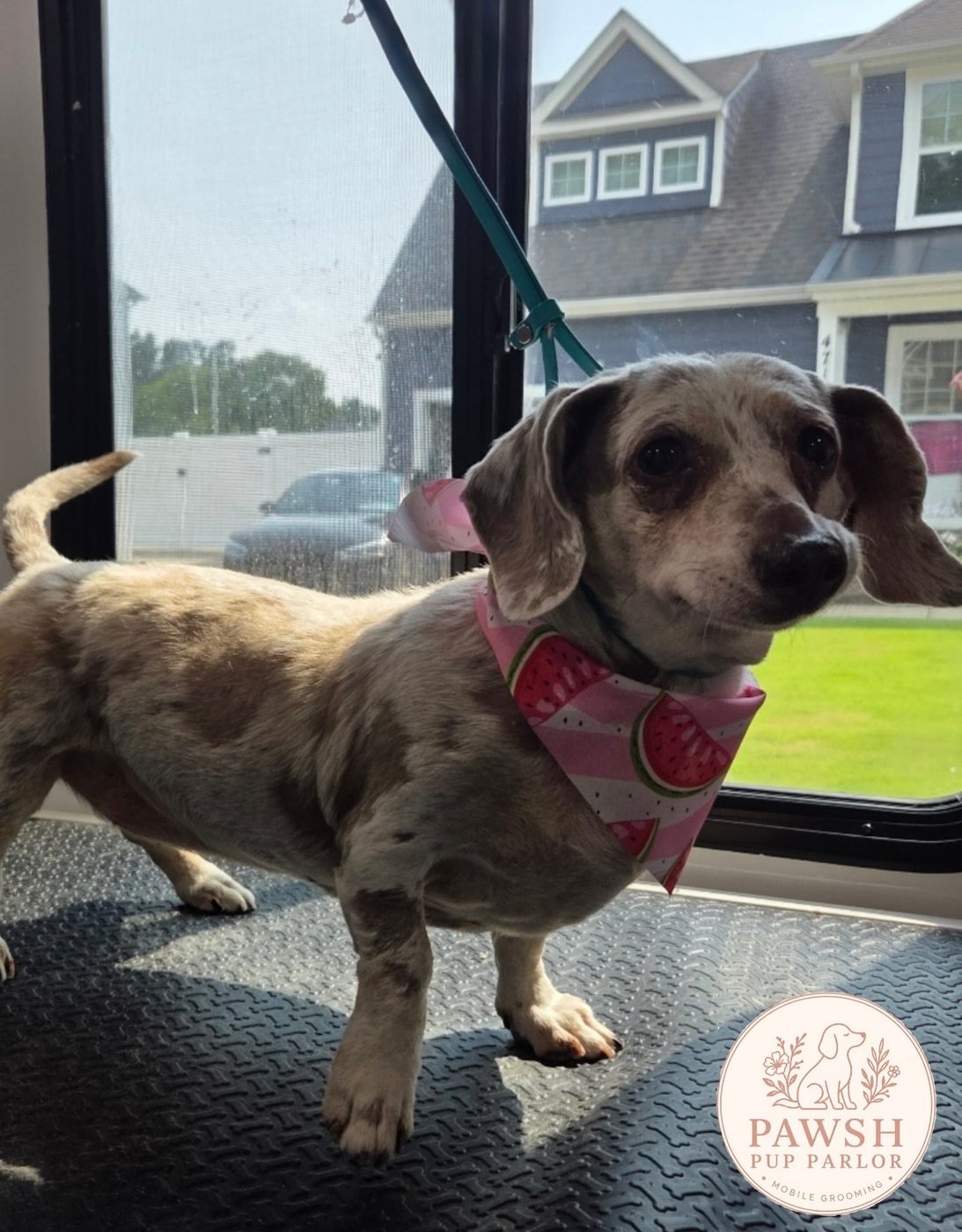 Dapple dachshund in a pink bandana after a bath