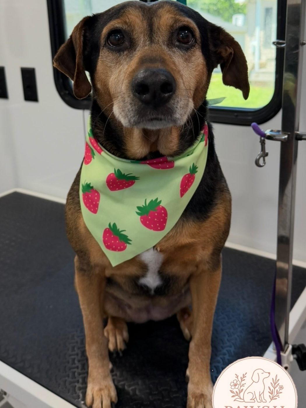Happy tan and black dog in a strawberry bandana after a groom