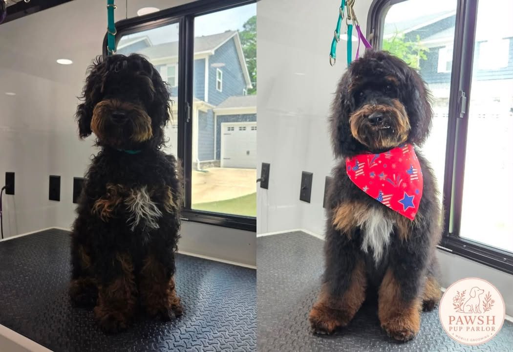 Before and after: Leo the puppy at his very first groom, then trimmed and wearing a red star bandana