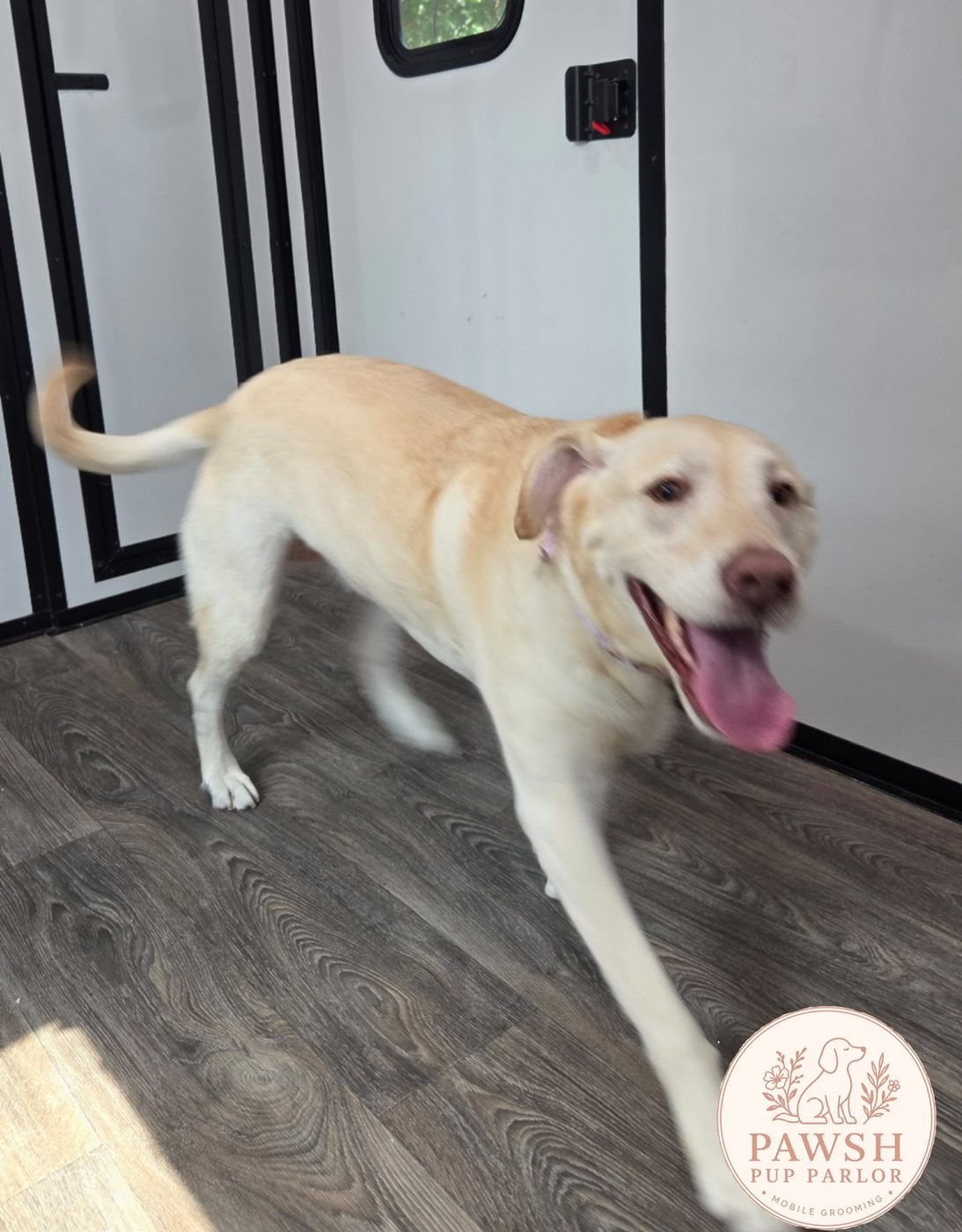 Yellow Lab walking across the trailer floor after a bath