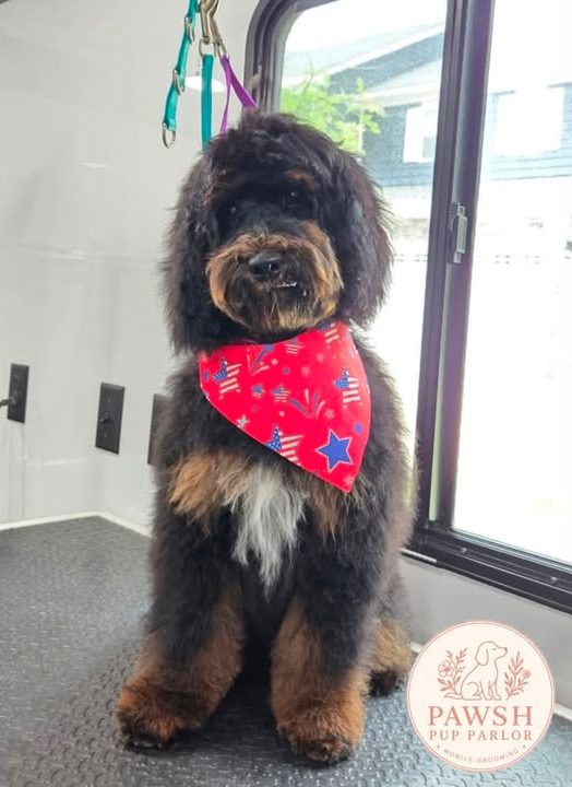 Leo the puppy after his very first groom, in a red star bandana