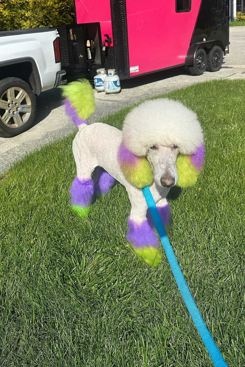 Happy groomed dog portrait 8
