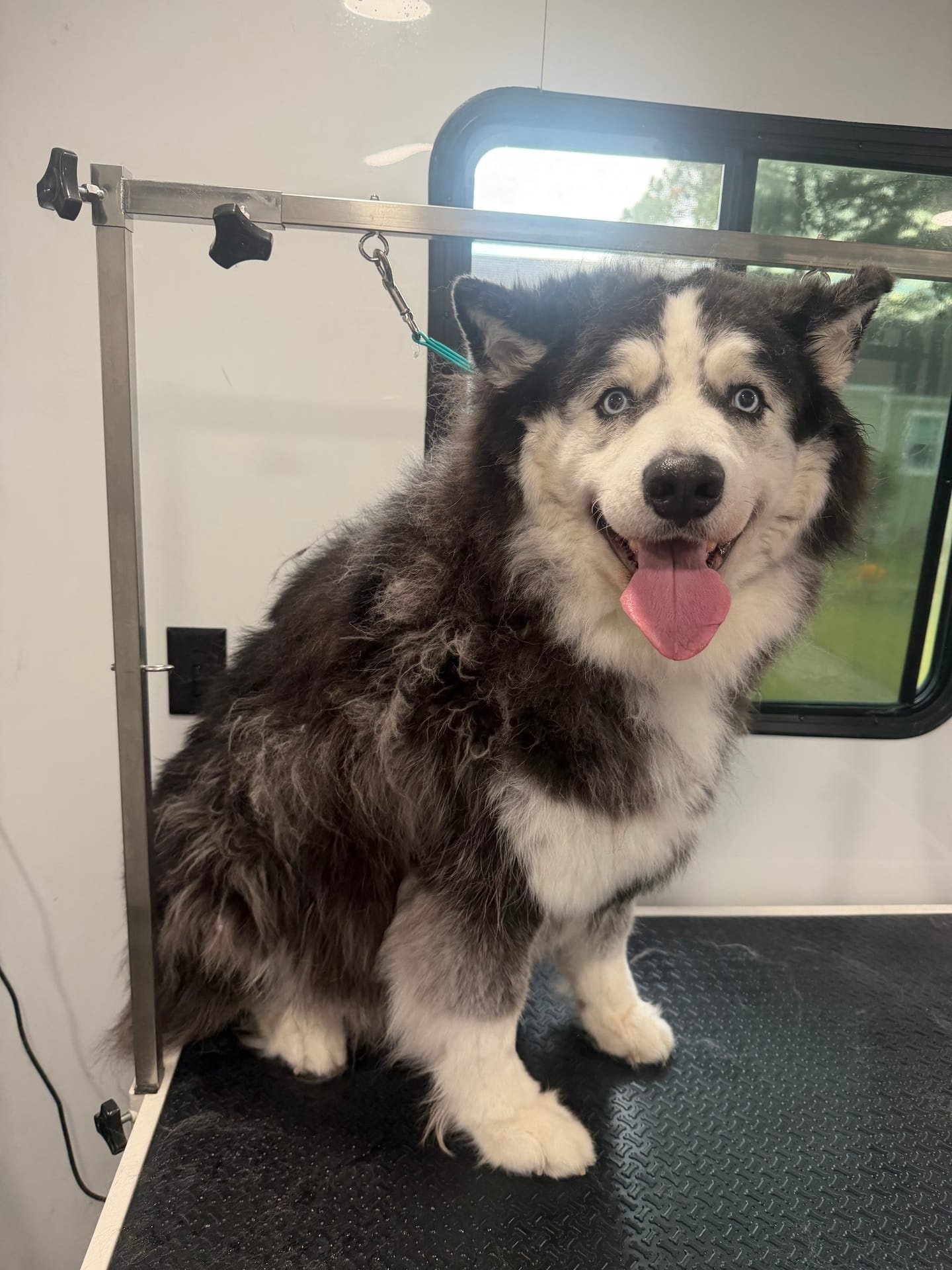 Happy groomed dog portrait 3