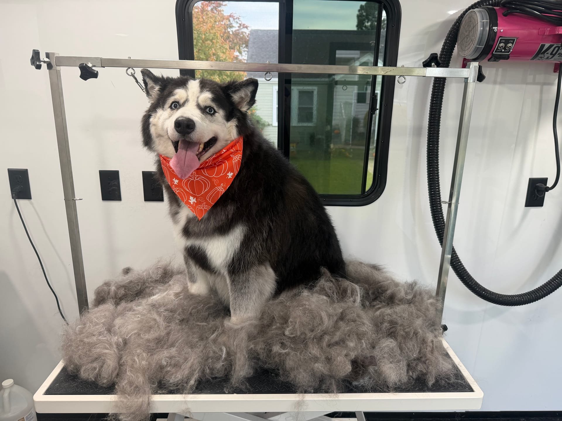 Happy groomed dog portrait 4