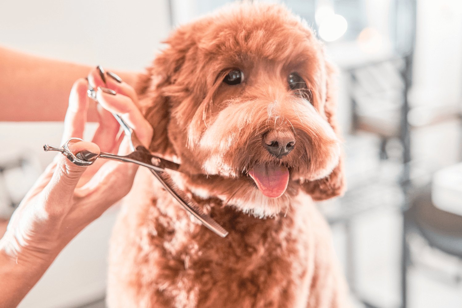Pawsh Pup Parlor - Premium Mobile Dog Grooming