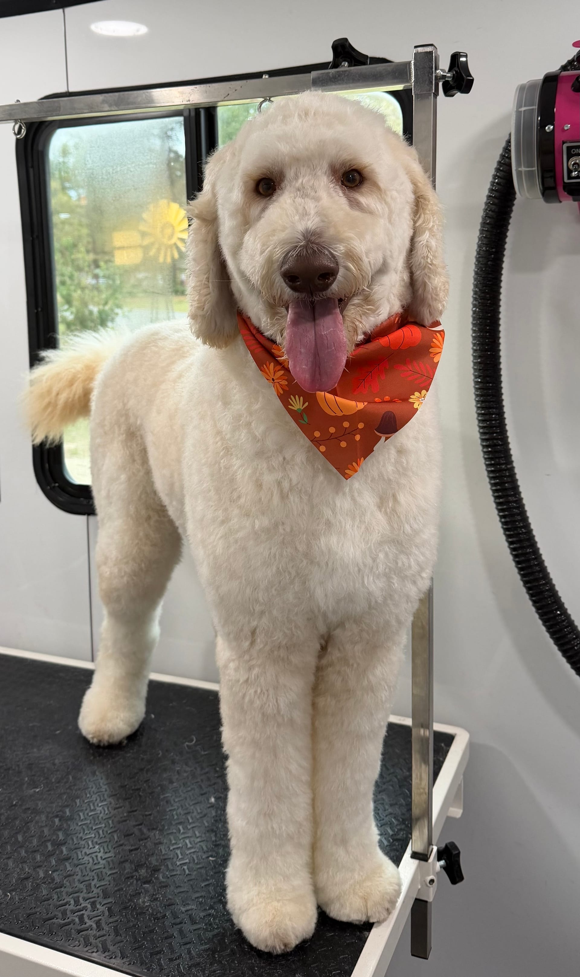 Dog getting a bath with professional groomer