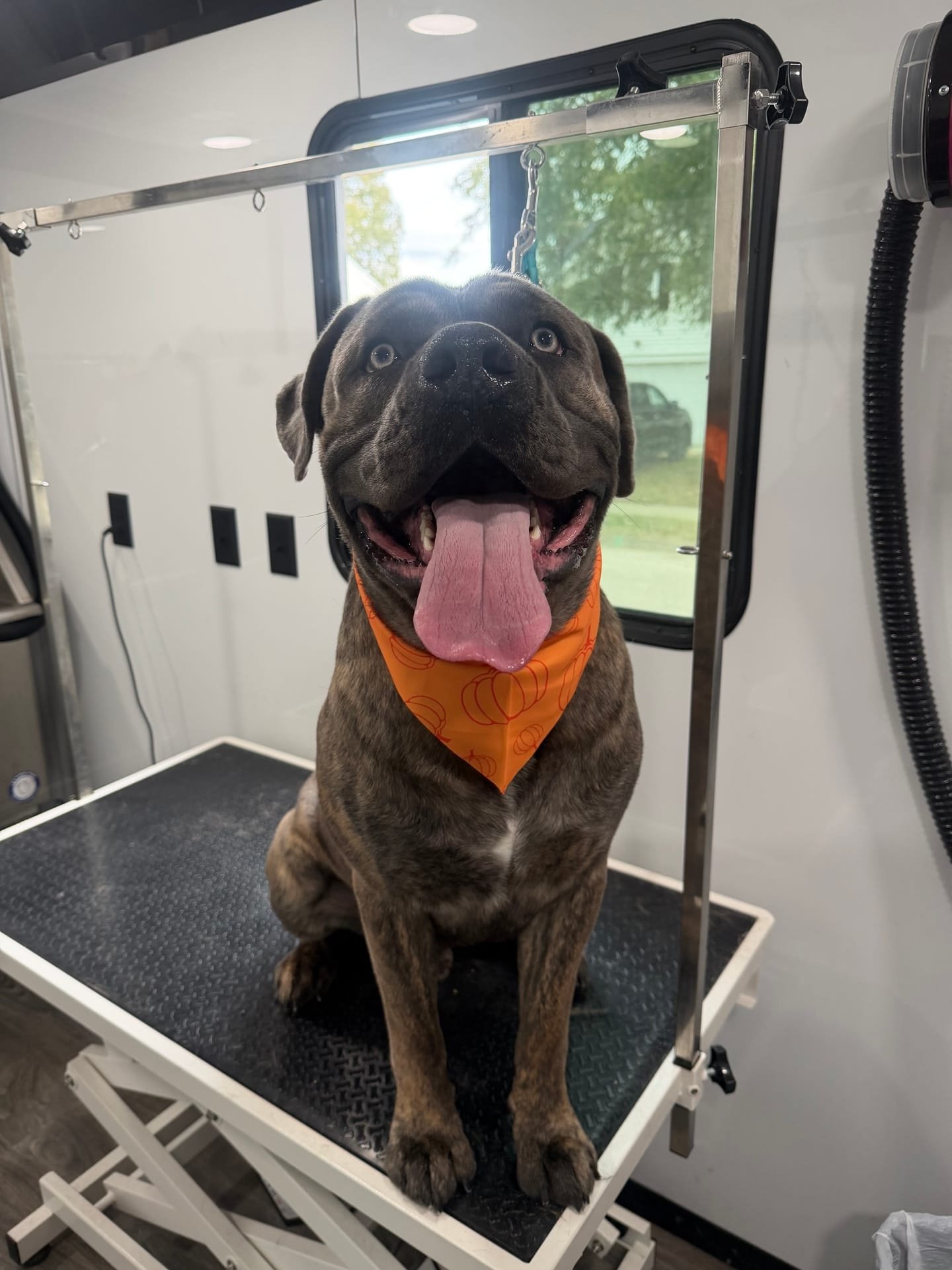 Happy groomed dog portrait 7