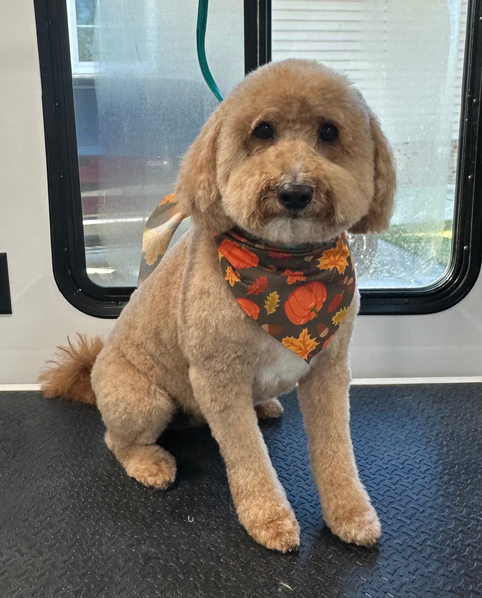 Happy groomed dog portrait 6