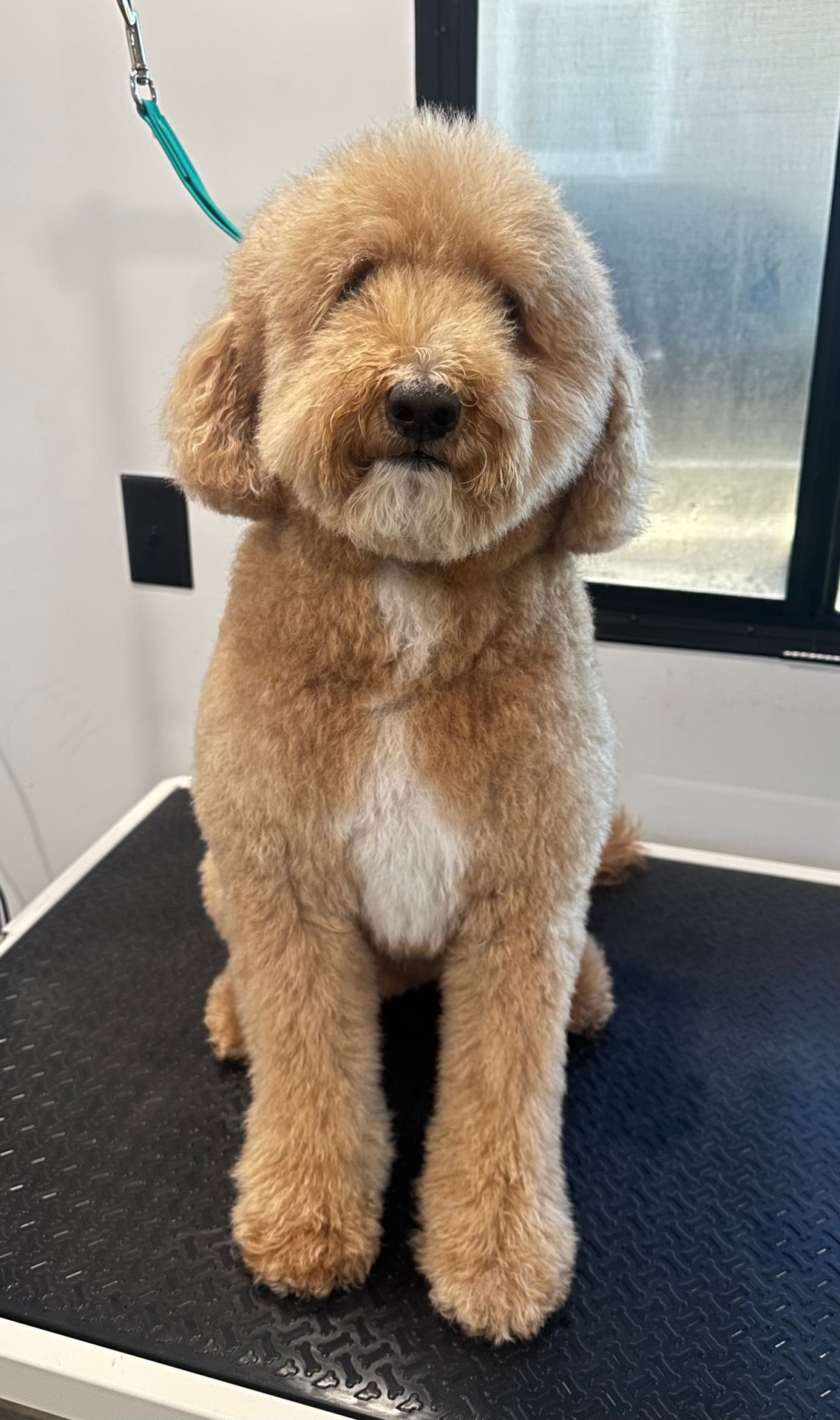 Happy groomed dog portrait 5