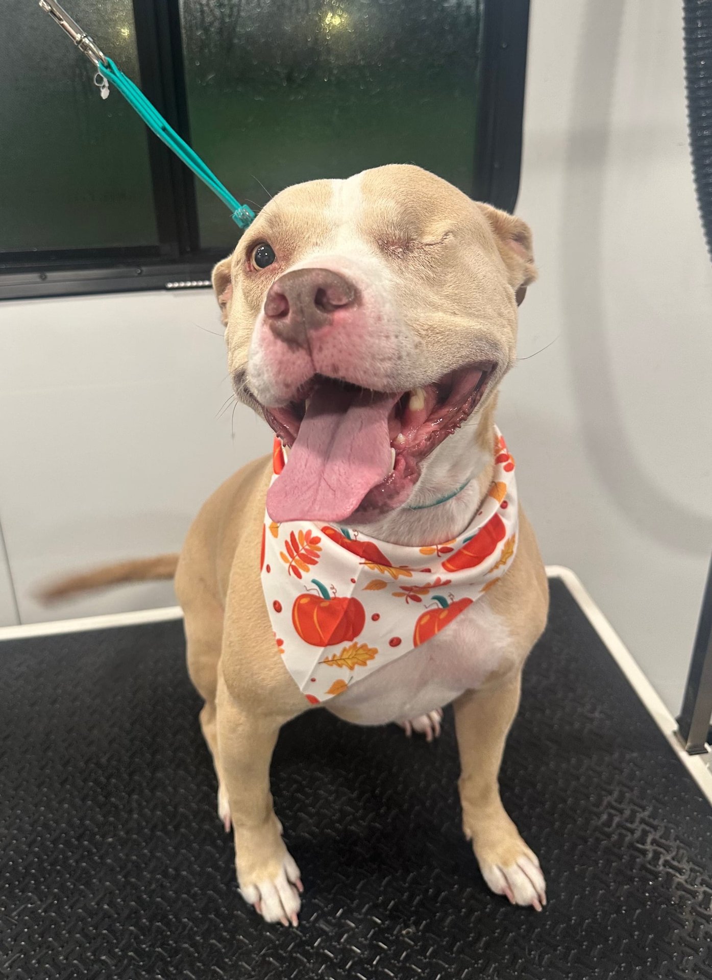 Happy groomed dog portrait 10